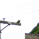 Image for article titled Parrots, Cats, Roaches, and Ants: What's Ruining Our Cities This Week